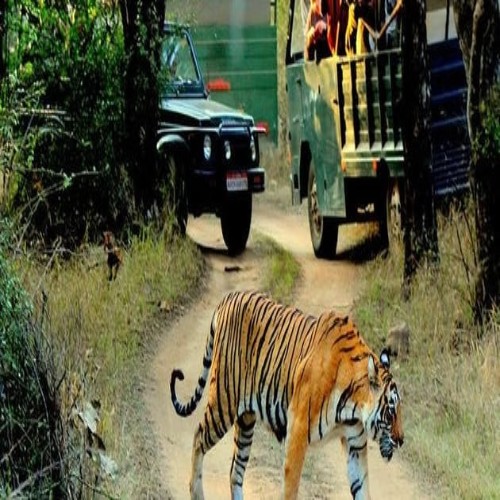 Wildlife Safaris