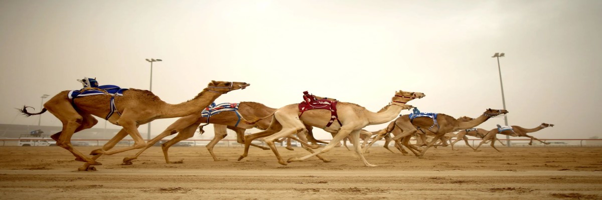 Camel Race
